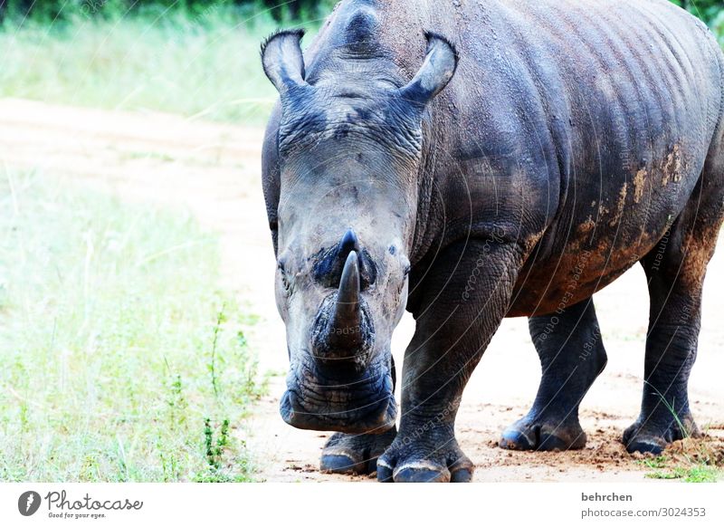 einhorn;) Ferien & Urlaub & Reisen Tourismus Ausflug Abenteuer Ferne Freiheit Wildtier Tiergesicht Nashorn 1 außergewöhnlich exotisch fantastisch muskulös Kraft