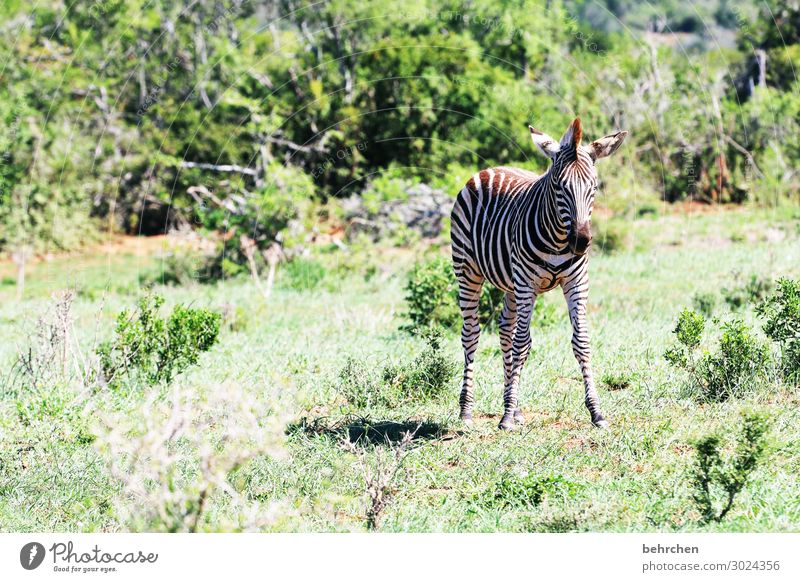 auf wackligen beinen Tierfamilie Tiergesicht Fernweh Tag Licht Tierporträt wild Wildnis Sträucher Menschenleer Gras exotisch Außenaufnahme fantastisch Farbfoto