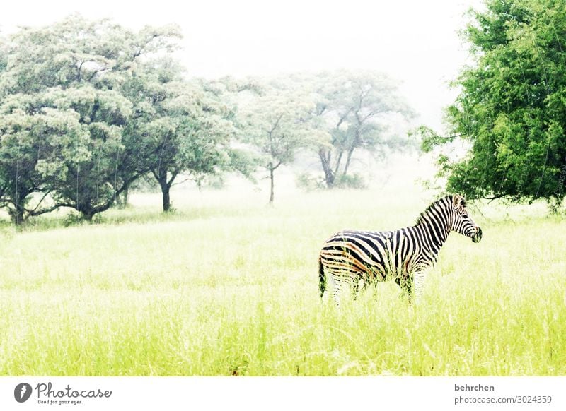 allein Ferien & Urlaub & Reisen Tourismus Ausflug Abenteuer Ferne Freiheit Safari Natur Landschaft Baum Gras Wildtier Tiergesicht Fell Zebra 1 außergewöhnlich