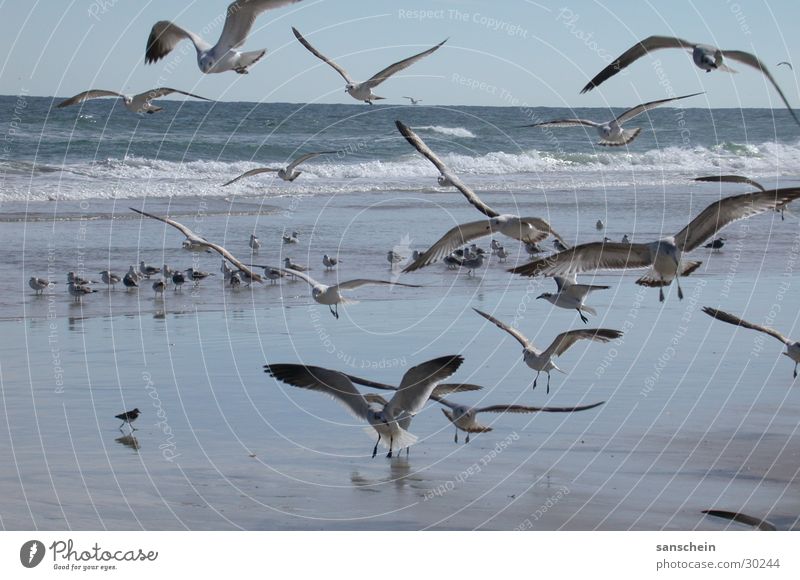 daytona beach 01 Amerika Florida Daytona Beach Strand Möwe Vogel Meer Tier Natur