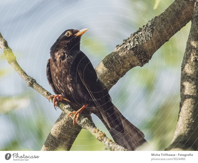 Amsel im Baum Natur Tier Himmel Sonnenlicht Schönes Wetter Zweige u. Äste Wildtier Vogel Tiergesicht Flügel Krallen Kopf Schnabel Auge Feder gefiedert 1