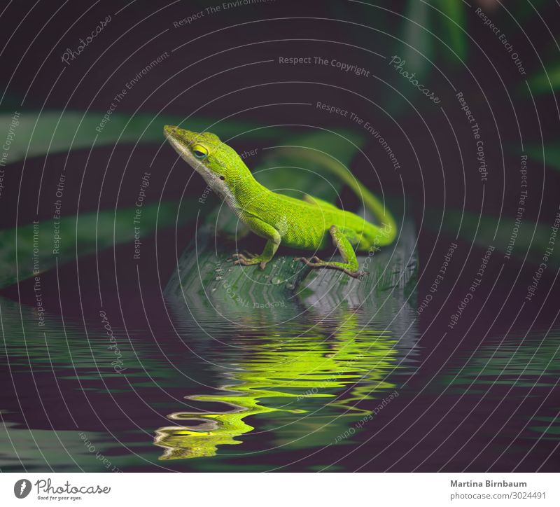 Texas / Amerikanische grüne Anole, Eidechse auf einer Yucca-Pflanze Garten Mann Erwachsene Umwelt Natur Tier klein natürlich wild blau braun Lizard Anolis