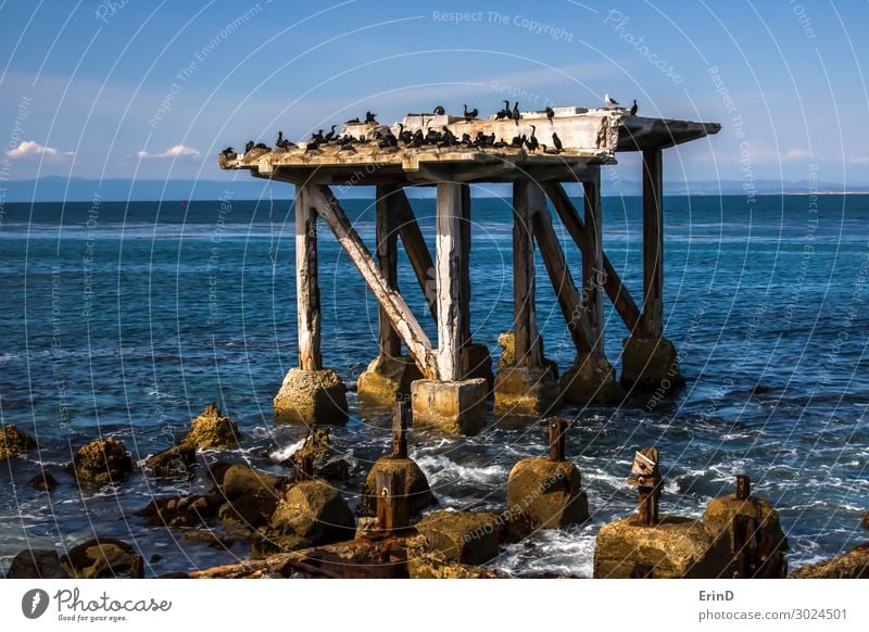 Seevögel auf dem zerbröckelnden Pier in Monterey California Seascape Industrie Natur Küste alt Coolness frisch historisch einzigartig retro Nostalgie Verfall