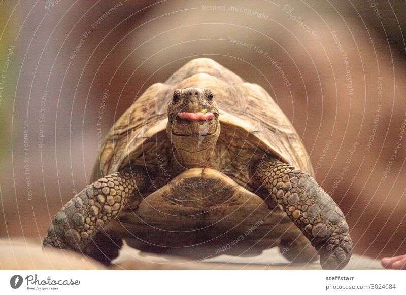 Lustige indische Sternenschildkröte Geochelone elegans Natur Tier Haustier Wildtier Tiergesicht 1 lustig braun ausspannen Humor Landschildkröte