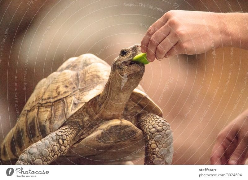 Die indische Sternenschildkröte Geochelone elegans ist eine bedrohte Art. Essen Natur Tier Haustier Wildtier Tiergesicht 1 füttern braun Landschildkröte