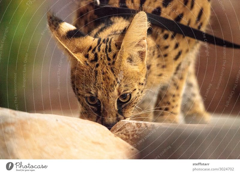 Servalkatze Leptailurus serval, die domestiziert wurde. Natur Tier Pelzmantel Haustier Wildtier Katze 1 wild braun gelb gold Flecken lange Beine exotisches Tier