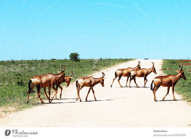 on the road again | straßenquerung Ferien & Urlaub & Reisen Tourismus Ausflug Abenteuer Ferne Freiheit Safari Wildtier Tiergesicht Fell Antilopen kuhantilope