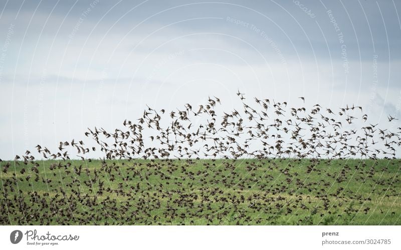 Stare aufsteigend Umwelt Natur Landschaft Pflanze Himmel Wolken Sommer Feld Tier Wildtier Vogel Schwarm blau grün viele fliegend schön Farbfoto Außenaufnahme