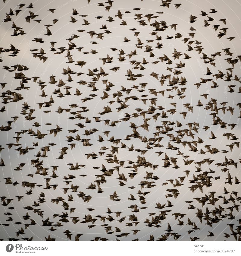 Schwarm Umwelt Natur Himmel Tier Vogel braun Star viele fliegend Farbfoto Außenaufnahme Menschenleer Abend Starke Tiefenschärfe Zentralperspektive