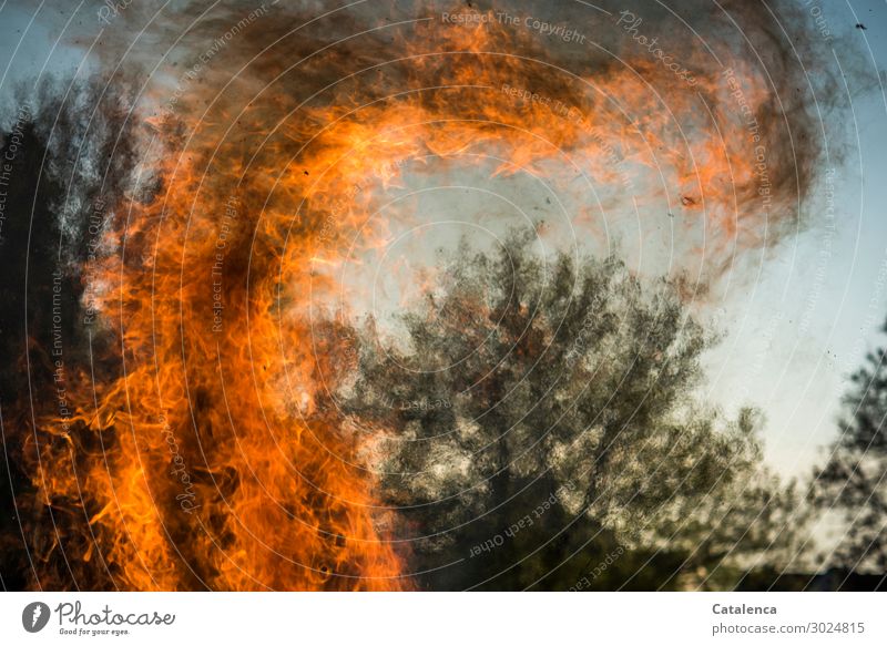 Es brennt Umwelt Natur Pflanze Urelemente Feuer Himmel Baum Brand Fressen glänzend Wachstum Aggression gigantisch heiß hell blau gelb orange schwarz Stimmung