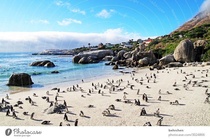 ordnung im chaos | strandmeeting boulders beach Tierporträt genießen Natur Wasser Sehnsucht Felsen besonders träumen Sonnenaufgang Morgendämmerung Menschenleer