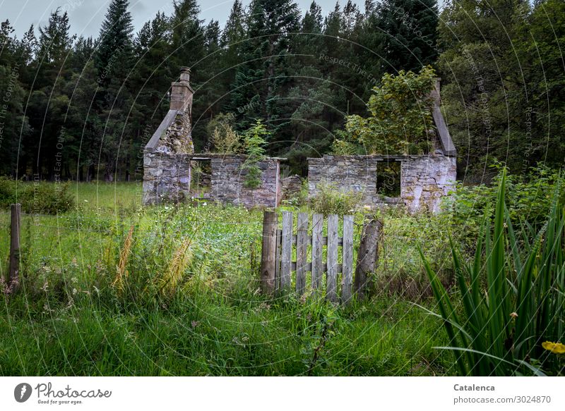 Es war einmal; die Ruine eines Hauses Natur Landschaft Pflanze Himmel Sommer schlechtes Wetter Baum Blume Gras Sträucher Blatt Blüte Tanne Holunderbusch Garten