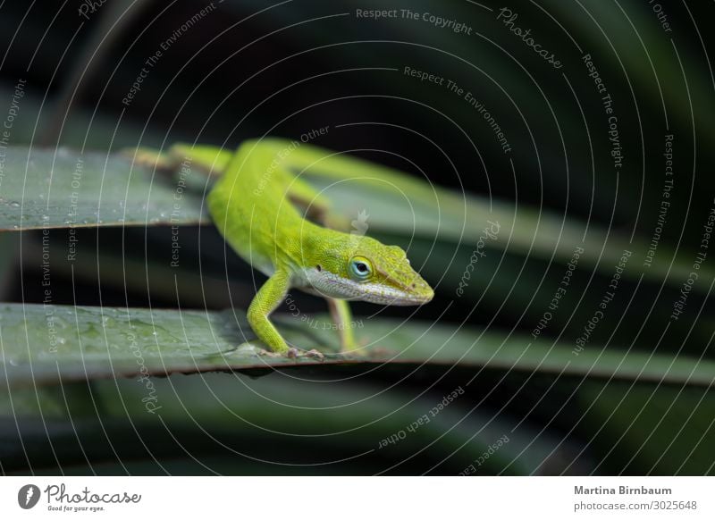 Texas / Amerikanische grüne Anole, Eidechse auf einer Yuccapflanze. Garten Mann Erwachsene Umwelt Natur Pflanze Tier klein natürlich wild blau braun Lizard