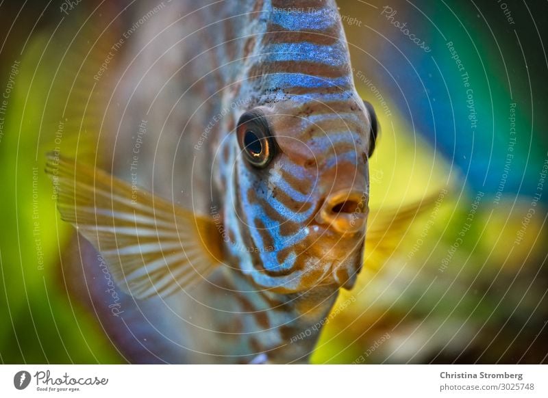 Ein Diskus namens Dodo Freizeit & Hobby Häusliches Leben Wasser Fluss Amazonas Tier Haustier Fisch Aquarium Diskusfisch Buntbarsch 1 Blick Schwimmen & Baden