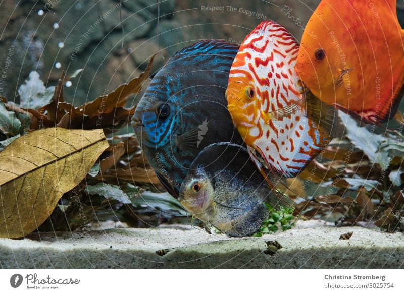 Die Gang Wasser Tier Haustier Fisch Schuppen Aquarium Diskusfisch Buntbarsch Barsch 4 Tiergruppe Sand beobachten Blick Schwimmen & Baden Coolness maritim nass