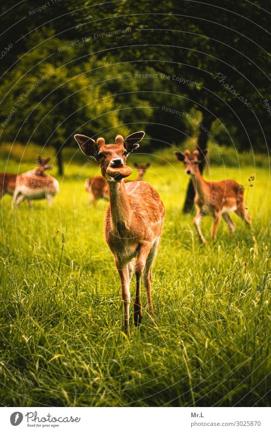 Hast du Brot? Umwelt Natur Schönes Wetter Baum Gras Tier Wildtier 1 Tiergruppe füttern Fröhlichkeit Zusammensein Glück natürlich Wärme wild Zufriedenheit