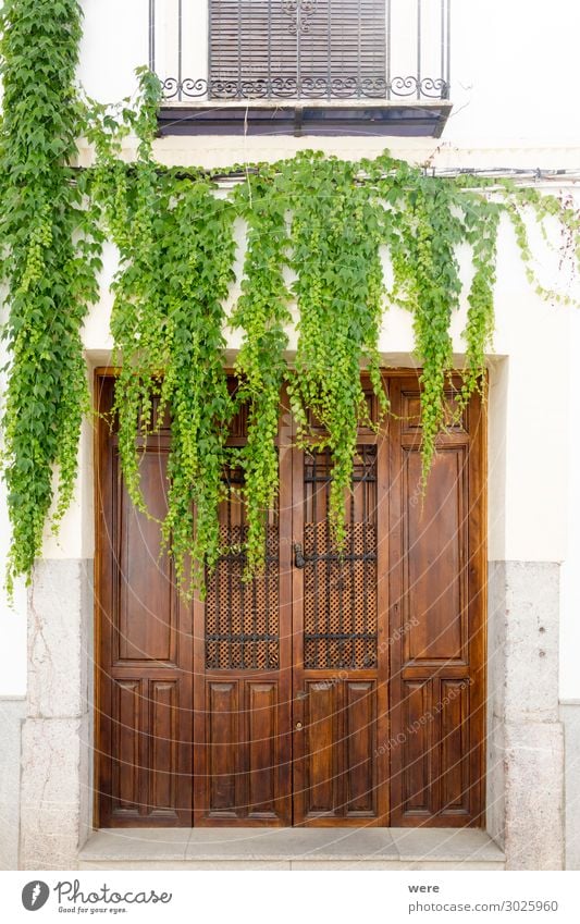 Overgrown door Pflanze Grünpflanze Bauwerk Gebäude Tür alt ästhetisch natürlich Andalusia Cordoba Historic facades Holiday Spain building historic house nobody