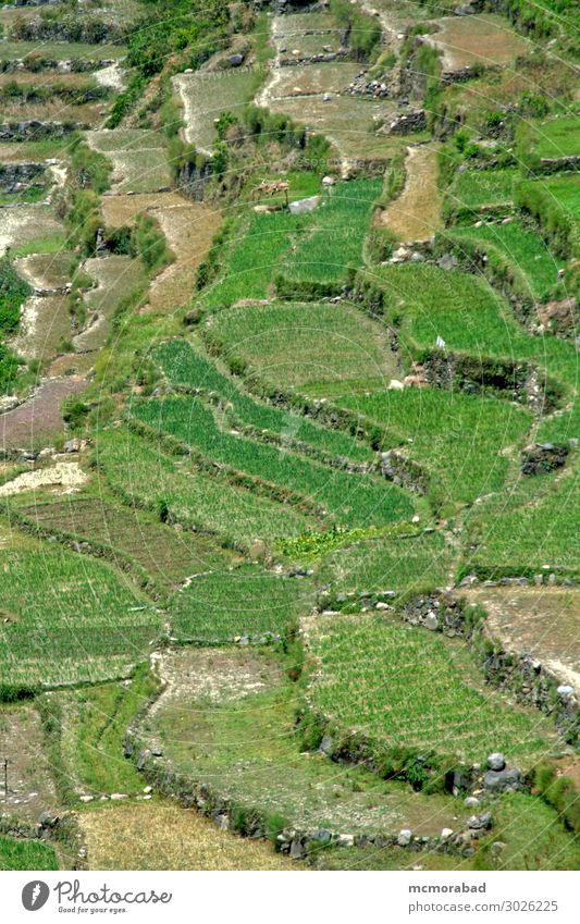 Kultivierung im Hanggebiet Umwelt Natur Landschaft Pflanze Gras Wiese Hügel grün ästhetisch Feld Feldlinie gestuft hügelige Gegend Bodenbearbeitung Farbfoto