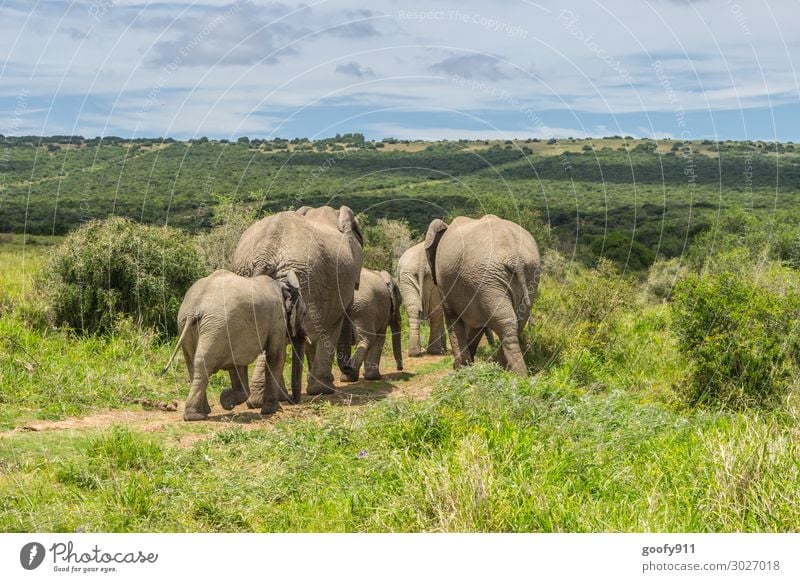 Familienausflug Ferien & Urlaub & Reisen Tourismus Ausflug Abenteuer Ferne Freiheit Safari Expedition Umwelt Natur Landschaft Pflanze Tier Erde Sand Himmel