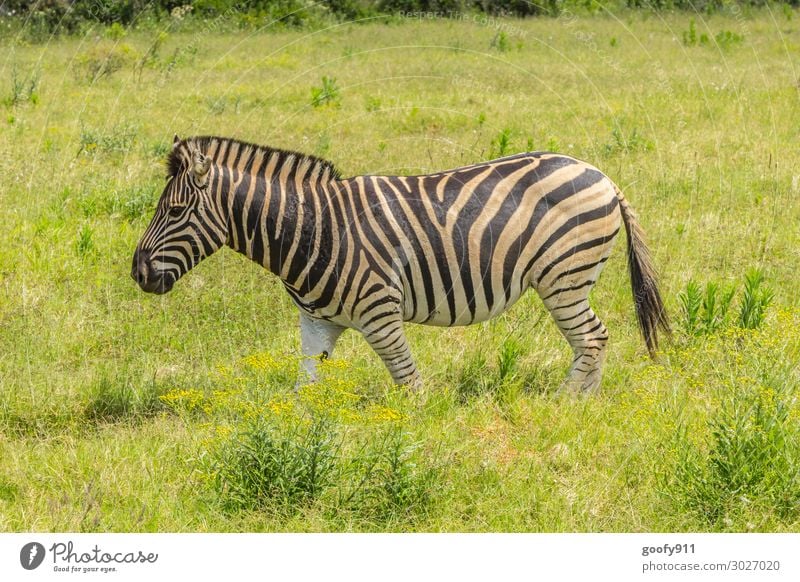 Im Grünen Ferien & Urlaub & Reisen Tourismus Ausflug Abenteuer Ferne Freiheit Safari Expedition Umwelt Natur Wärme Dürre Pflanze Gras Südafrika Tier Wildtier