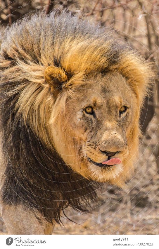 Der König Ferien & Urlaub & Reisen Tourismus Ausflug Abenteuer Ferne Freiheit Safari Expedition maskulin Gesicht Auge Tier Wildtier Katze Tiergesicht Fell Löwe