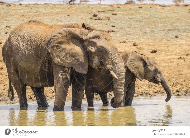 Gemeinsame Erfrischung Ferien & Urlaub & Reisen Tourismus Ausflug Abenteuer Ferne Freiheit Safari Expedition Umwelt Natur Landschaft Erde Sand Wasser Wüste