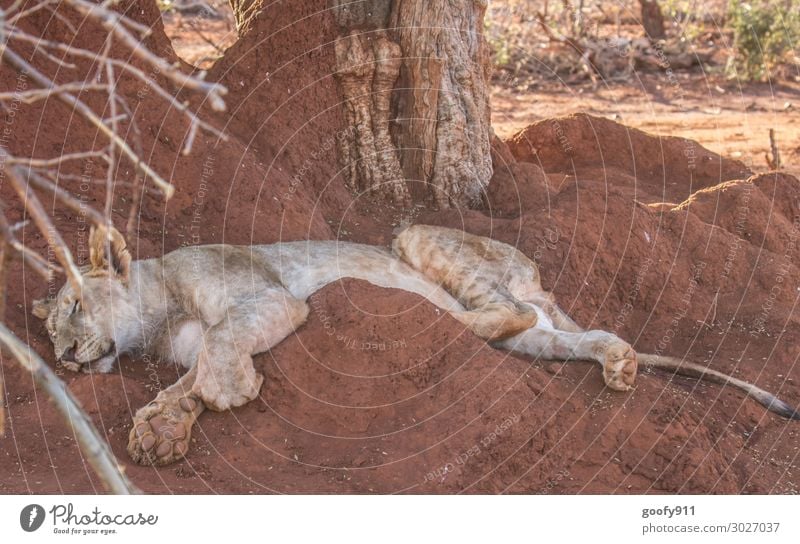 Einfach mal entspannen Ferien & Urlaub & Reisen Tourismus Ausflug Abenteuer Ferne Freiheit Safari Expedition Umwelt Natur Urelemente Erde Sand Wärme Dürre Baum