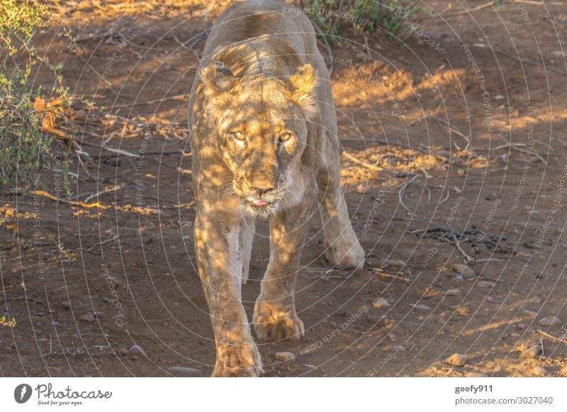 Licht und Schatten Ferien & Urlaub & Reisen Tourismus Ausflug Abenteuer Ferne Freiheit Safari Expedition Umwelt Landschaft Erde Sand Sonnenlicht Wärme Dürre