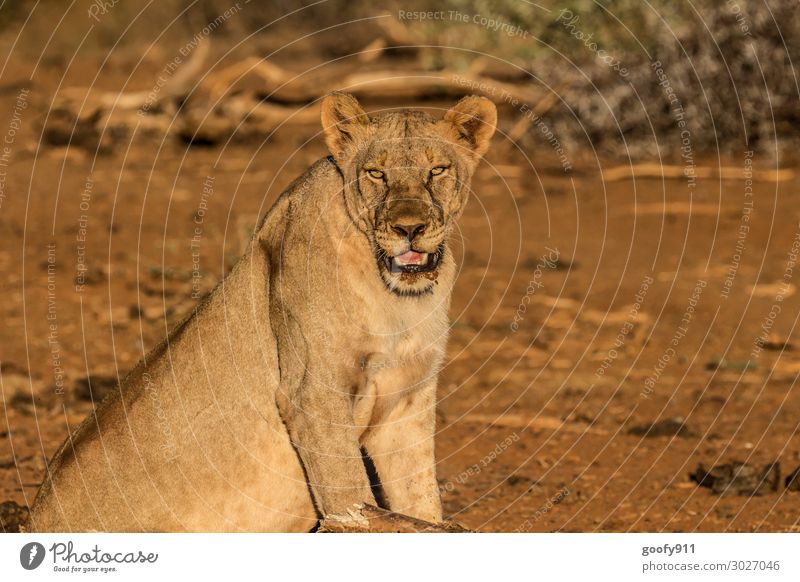 Alles im Blick Ferien & Urlaub & Reisen Tourismus Ausflug Abenteuer Ferne Freiheit Safari Expedition Umwelt Natur Erde Sand Sonnenlicht Wärme Dürre Tier