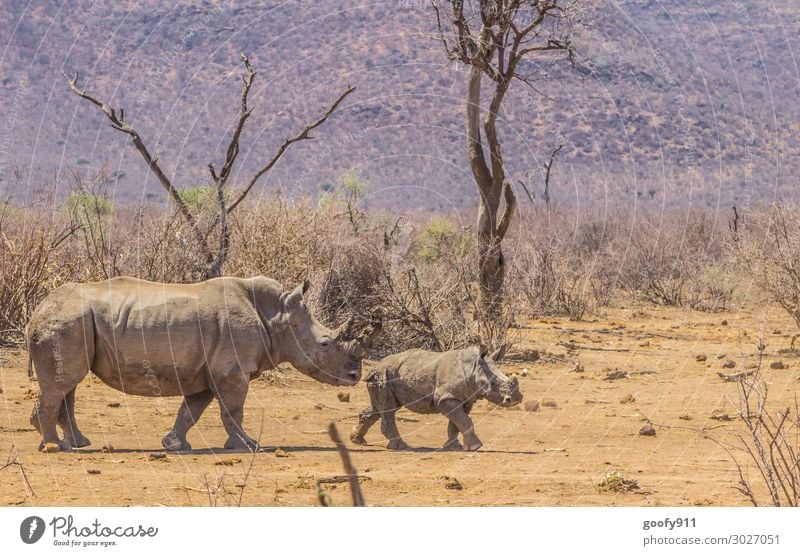 Nachwuchs Ferien & Urlaub & Reisen Tourismus Ausflug Abenteuer Ferne Freiheit Safari Expedition Umwelt Natur Landschaft Erde Sand Schönes Wetter Wärme Dürre