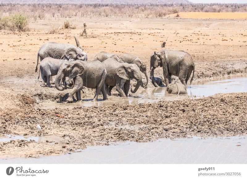 Abkühlung Ferien & Urlaub & Reisen Tourismus Ausflug Abenteuer Ferne Freiheit Safari Expedition Umwelt Natur Landschaft Erde Sand Wasser Wärme Dürre Wüste Tier