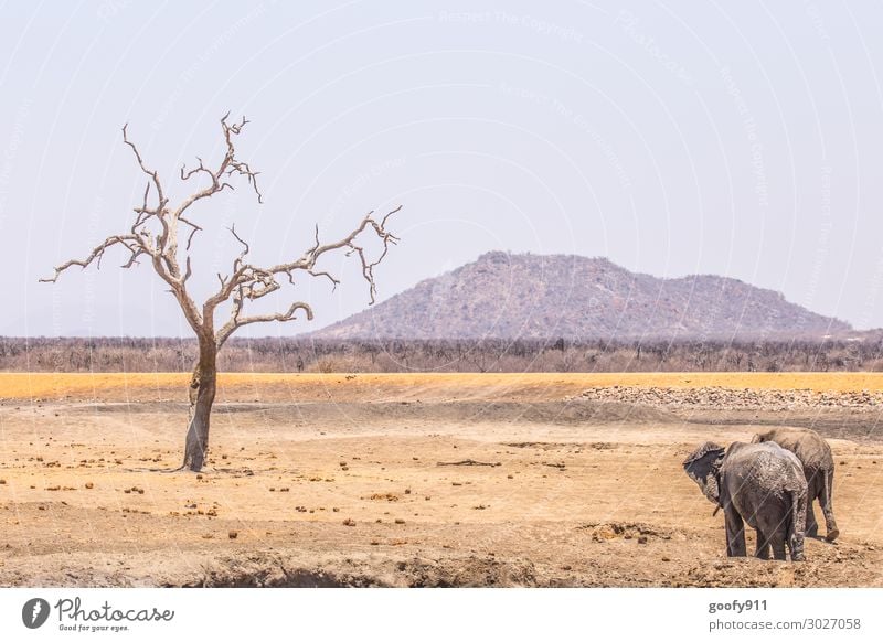 Auf in eine neue Woche Ferien & Urlaub & Reisen Tourismus Ausflug Abenteuer Ferne Freiheit Safari Expedition Umwelt Natur Landschaft Erde Sand Himmel Wärme