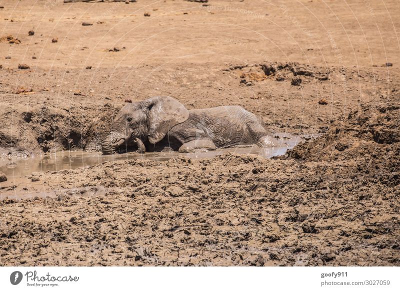 Junger Elefant beim Schlammbad Ferien & Urlaub & Reisen Tourismus Ausflug Abenteuer Ferne Freiheit Safari Expedition Umwelt Natur Erde Sand Wasser Wärme Dürre