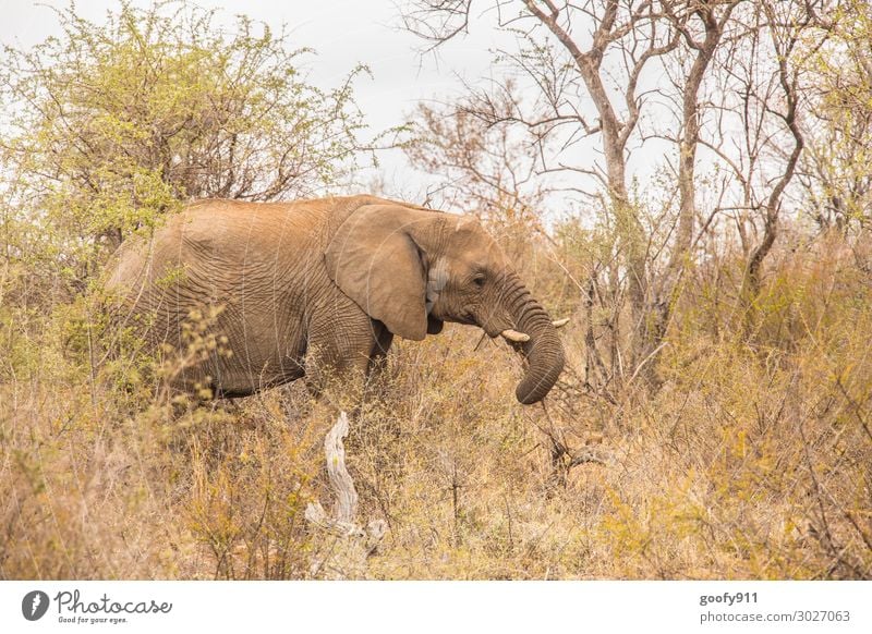 Einsamer Elefant Ferien & Urlaub & Reisen Tourismus Ausflug Abenteuer Ferne Freiheit Safari Expedition Umwelt Natur Landschaft Erde Sand Himmel Wärme Dürre