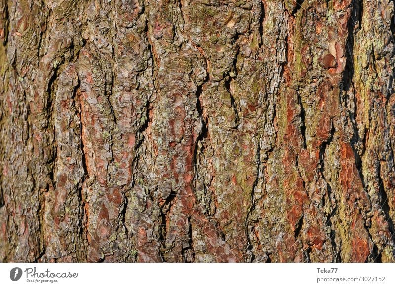 Baumrinde #3 Umwelt Natur Landschaft Pflanze ästhetisch Farbfoto Gedeckte Farben Nahaufnahme