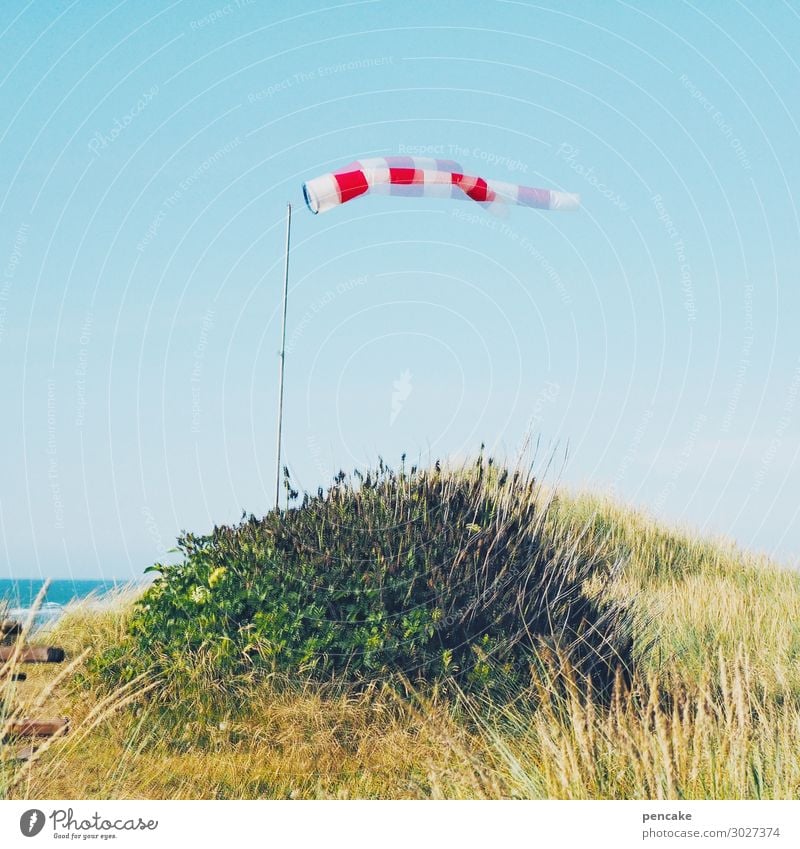 doppelt | luftig Natur Landschaft Urelemente Sand Himmel Wolkenloser Himmel Sonnenlicht Sommer Schönes Wetter Küste Nordsee Zeichen Bewegung Tanzen Wind