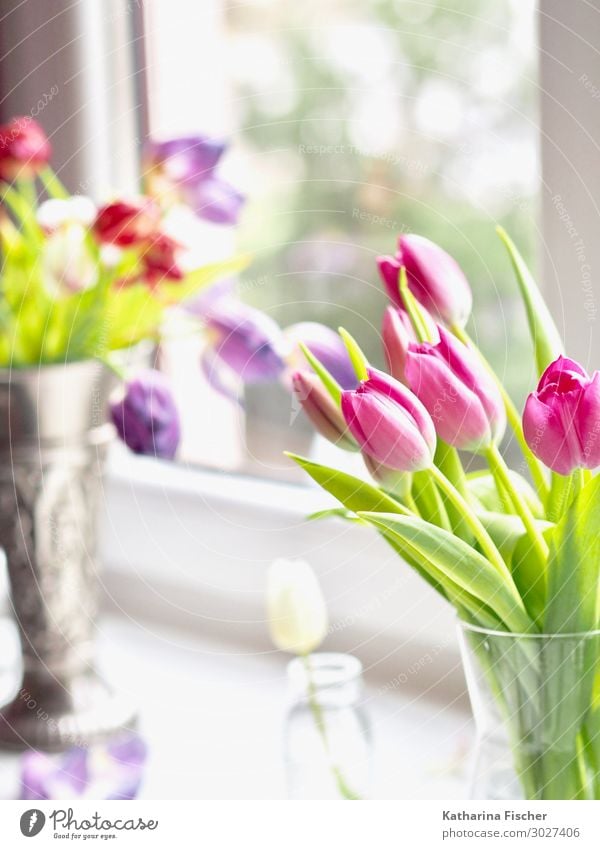 Tulpen Natur Pflanze Frühling Sommer Herbst Winter Blatt Blüte Blühend schön mehrfarbig gelb grün violett orange rosa rot silber türkis weiß Vase Fenster