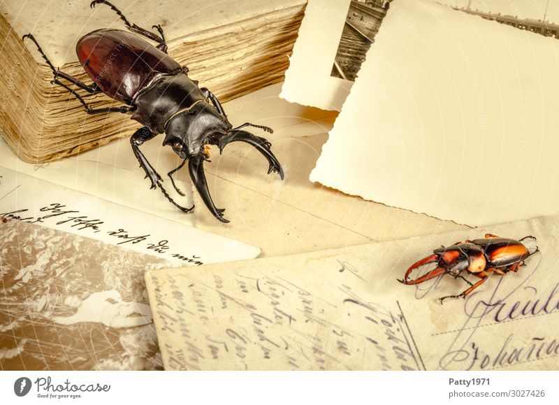 Stilleben mit Käfer Ferien & Urlaub & Reisen Tourismus Abenteuer Ferne Expedition Naturforscher Wildtier Hirschkäfer 2 Tier Postkarte Fotografie Schriftzeichen