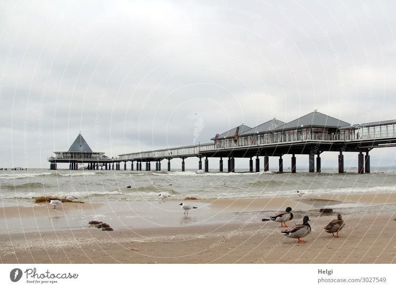 Seebrücke Heringsdorf am Strand der Ostsee mit Enten und Möwen bei wolkigem Himmel Ferien & Urlaub & Reisen Tourismus Umwelt Natur Landschaft Tier Wasser Wolken