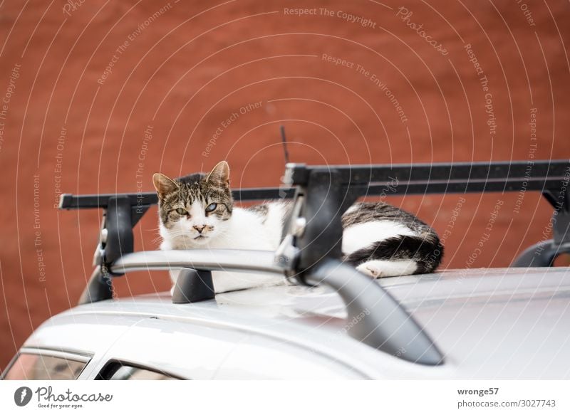 Aufmerksame Katze PKW Tier Haustier 1 beobachten Neugier braun grau schwarz silber Autodach ausruhend Wachsamkeit Hauskatze Schlafplatz Farbfoto Gedeckte Farben