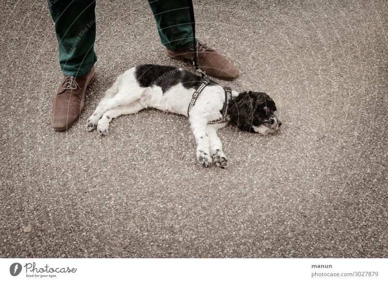 Hundstage Lifestyle Gesundheit Familie & Verwandtschaft Freundschaft Leben Fuß 1 Mensch Sommer Wärme Haustier Tierjunges Erholung liegen niedlich Zufriedenheit