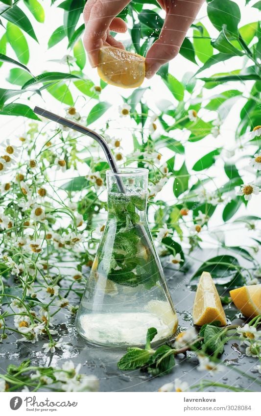 Sommerzitrone und Minzlimonade in der Kegelkanne Korbblütengewächs Gänseblümchen Flasche Blume frisch Glas grün Hand High Key Saft Blatt Zitrone Limonade Limone