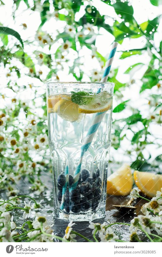 Sommer Heidelbeerlimonade im Glas Korbblütengewächs Gänseblümchen Blume frisch grün High Key Saft Blatt Zitrone Limonade Limone Papierstrohhalm Minze natürlich