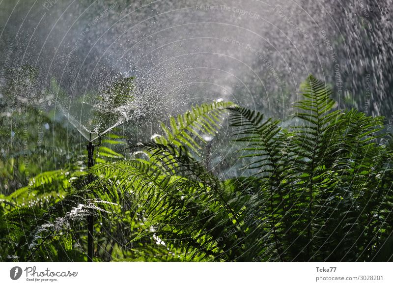 Bewässerung. Umwelt Natur Landschaft Pflanze Klima Wärme Garten Park ästhetisch Farbfoto Gedeckte Farben Außenaufnahme