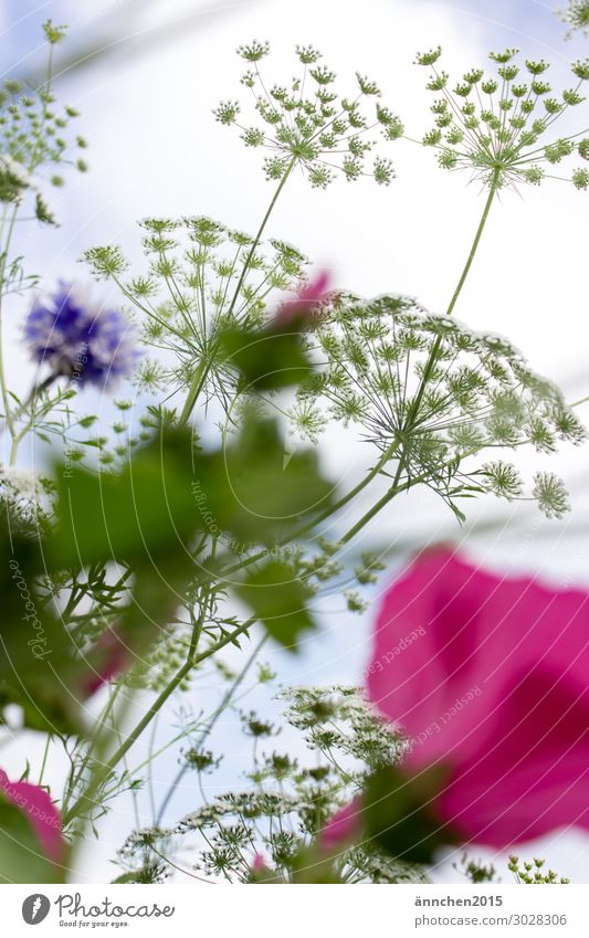 Dem Himmel so nah... rosa weiß violett grün hell-blau Blume Blumenfeld Sommer Außenaufnahme Blüte Blatt Frühling pflücken