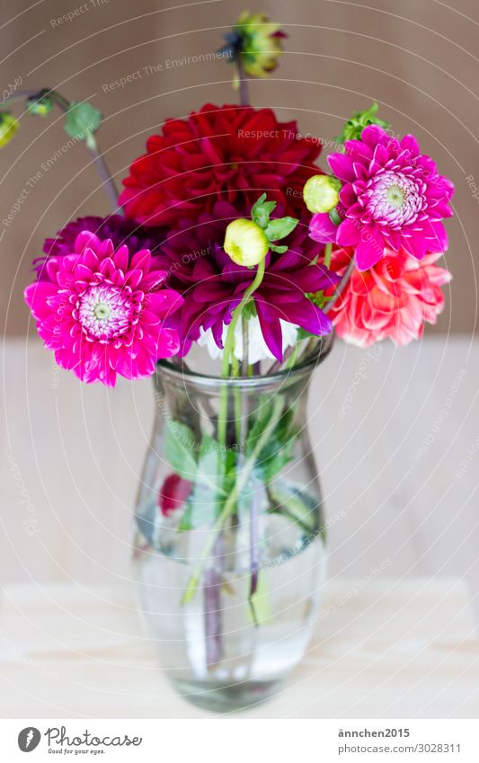 Blumen Sommer Herbst rot rosa grün Blumenstrauß Vase Wasser hell Innenaufnahme pflücken Natur Pflanze Dekoration & Verzierung Feste & Feiern verschönern