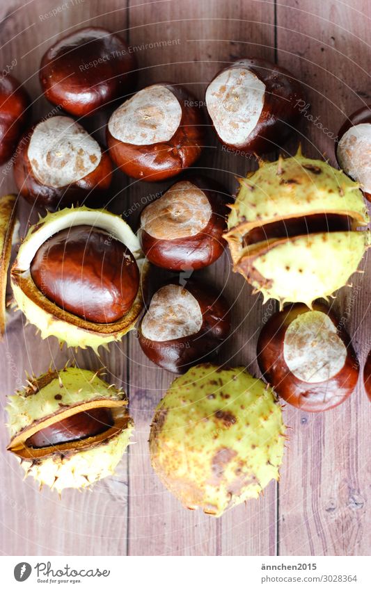 Kastanien Frucht Natur Innenaufnahme stachelig Herbst Kindheit Kindheitserinnerung sammeln Wald Baum braun grün Holz