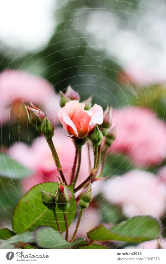 Rosenblüte Frühling Sommer Blühend Blume Blüte Blütenknospen Natur Außenaufnahme Tag rosa grün Blatt Glück Rosenstock