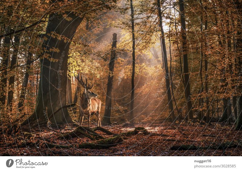 Hirsch im Wald Umwelt Natur Landschaft Pflanze Tier Sonne Sonnenlicht Sommer Herbst Wetter Schönes Wetter Baum Blume Sträucher Blatt Park Urwald Wildtier