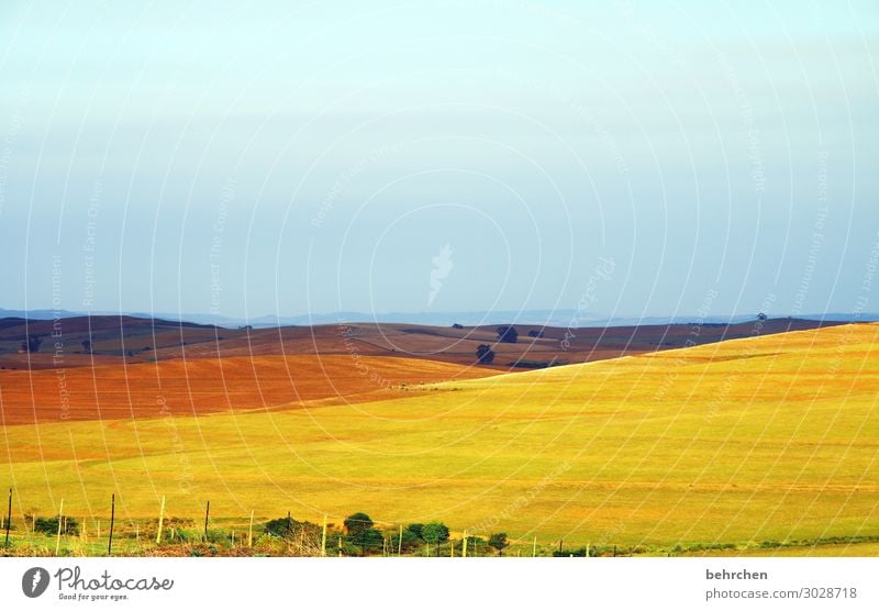 gemälde Sonnenlicht Kontrast Licht Dämmerung Abend Idylle schön Farbfoto Außenaufnahme Menschenleer Tag Bauernhof Landwirtschaft Fernweh Südafrika Einsamkeit